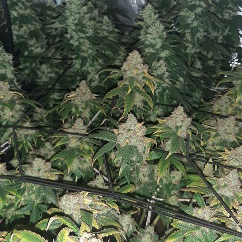 Gelato 44 growlog timeline photo