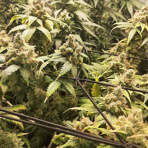 Gelato 44 growlog timeline photo