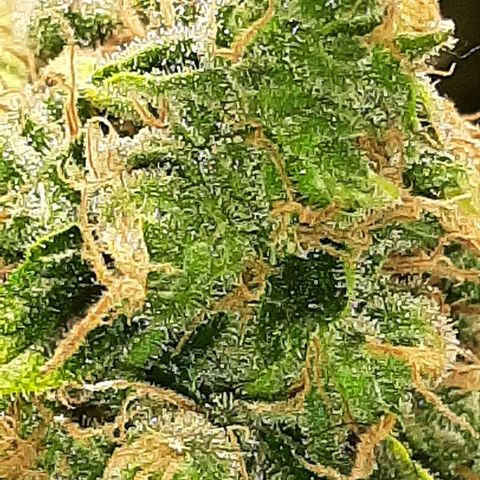 Gelato 44 growlog timeline photo