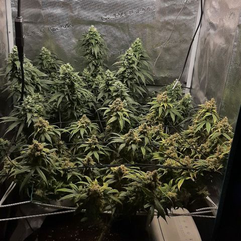 Gelato 44 growlog timeline photo