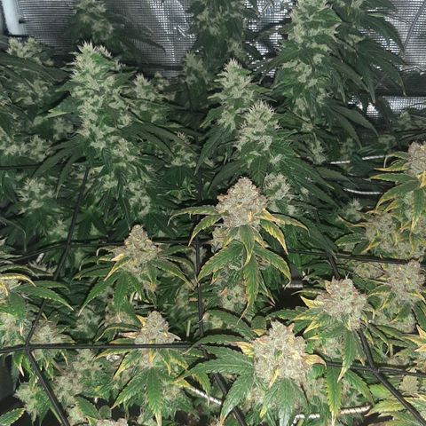 Gelato 44 growlog timeline photo