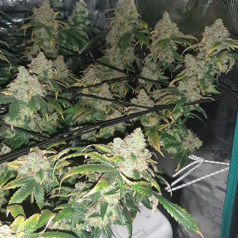 Gelato 44 growlog timeline photo