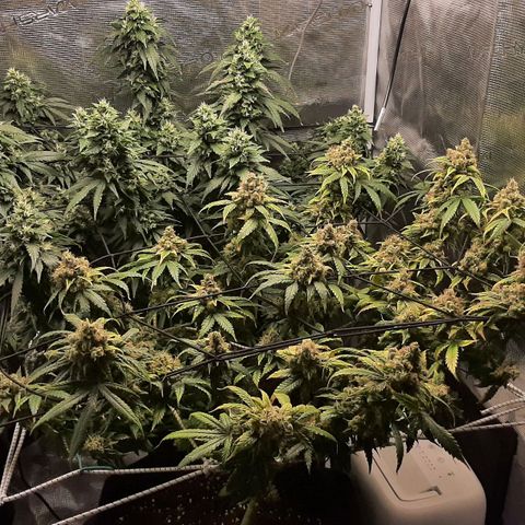 Gelato 44 growlog timeline photo
