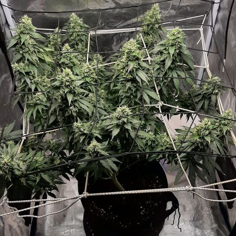 Gelato 44 growlog timeline photo