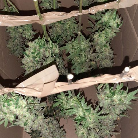 Gelato 44 growlog timeline photo