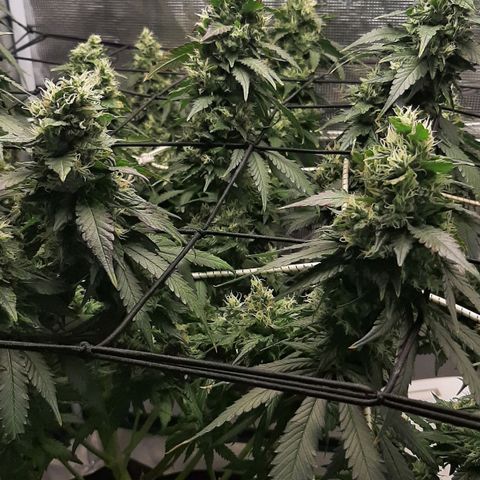Gelato 44 growlog timeline photo