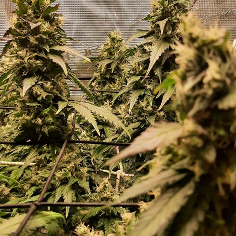 Gelato 44 growlog timeline photo
