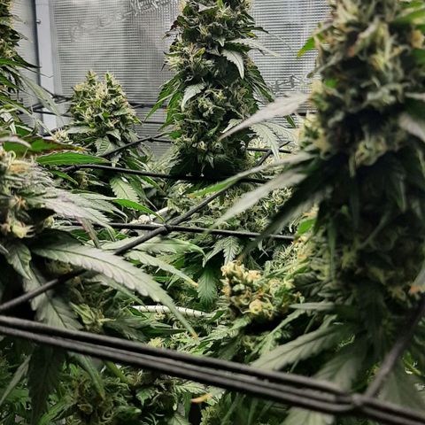 Gelato 44 growlog timeline photo