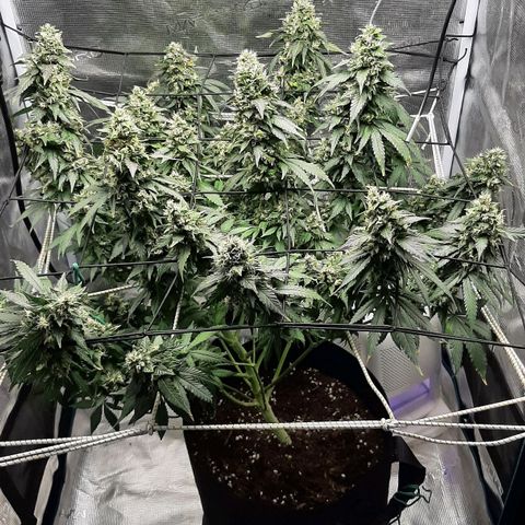 Gelato 44 growlog timeline photo