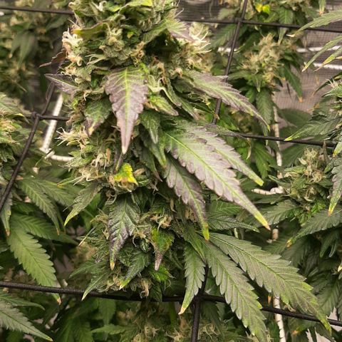 Gelato 44 growlog timeline photo