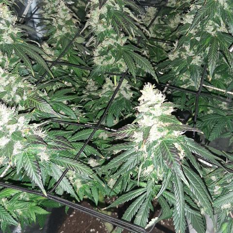 Gelato 44 growlog timeline photo
