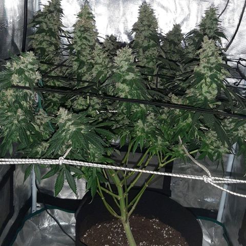 Gelato 44 growlog timeline photo