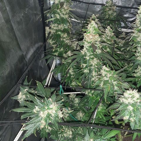 Gelato 44 growlog timeline photo