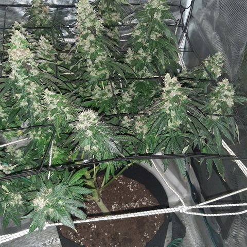Gelato 44 growlog timeline photo