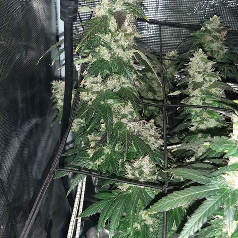 Gelato 44 growlog timeline photo