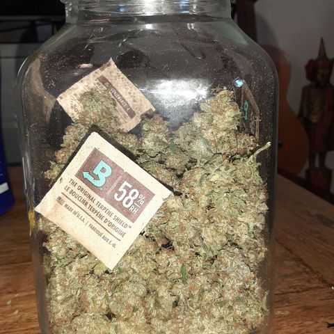 Gelato 44 growlog timeline photo
