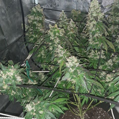 Gelato 44 growlog timeline photo