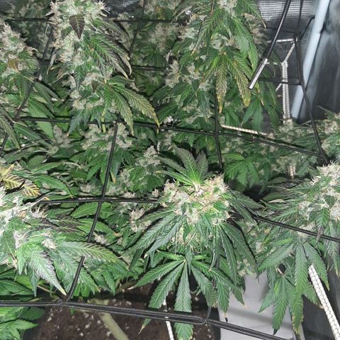 Gelato 44 growlog timeline photo
