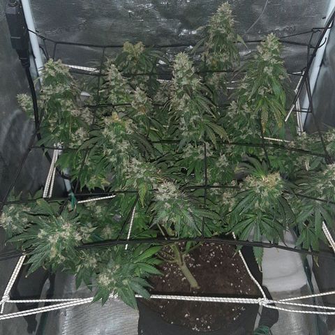 Gelato 44 growlog timeline photo