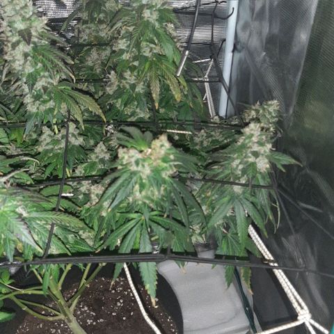 Gelato 44 growlog timeline photo
