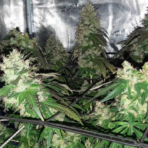 Gelato 44 growlog timeline photo