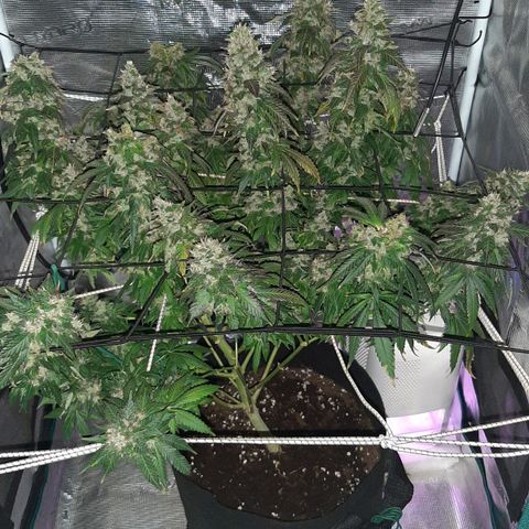 Gelato 44 growlog timeline photo