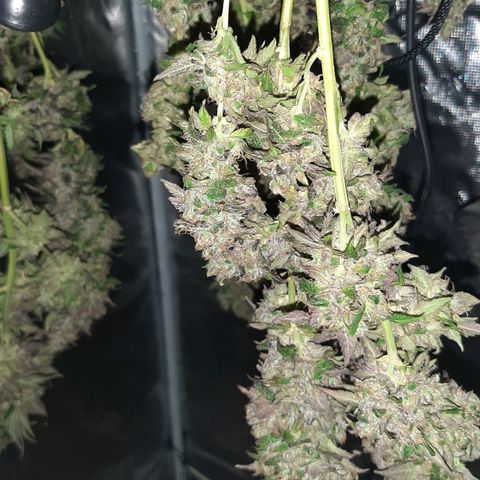 Gelato 44 growlog timeline photo