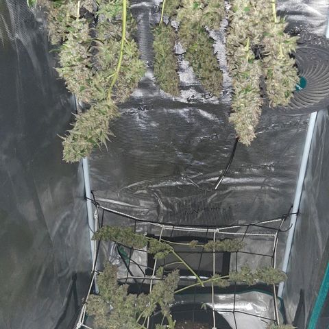 Gelato 44 growlog timeline photo