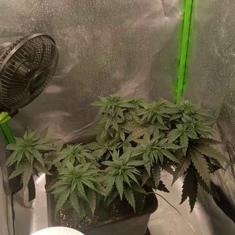 Pierwsza roślinka  growlog timeline photo