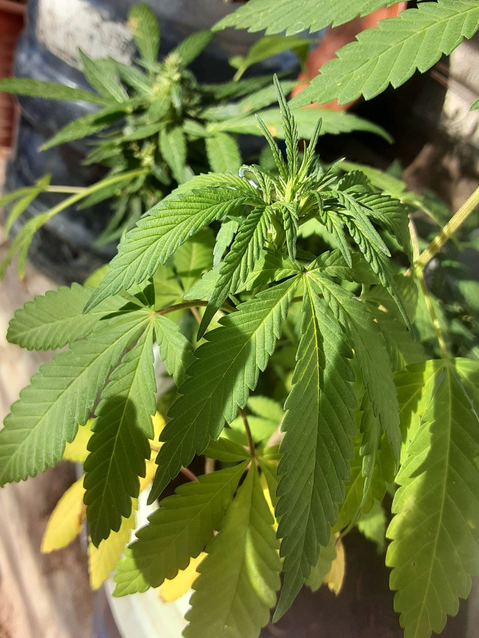 Sweet Zz growlog header