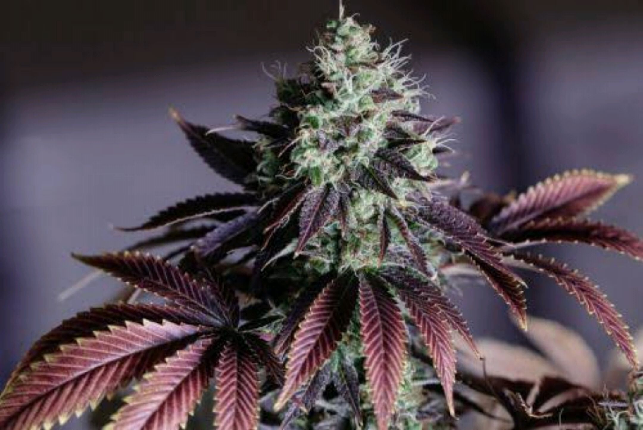 Panteon Kush growlog header