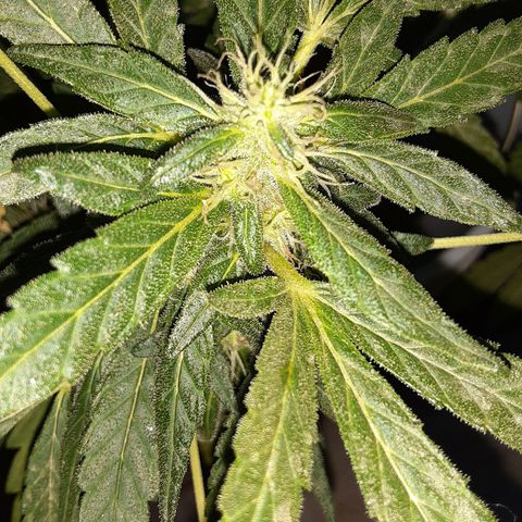OG Kush growlog photo: Esta es OG kushara más grande😋 y tiene un olor uuuf 🧠💨