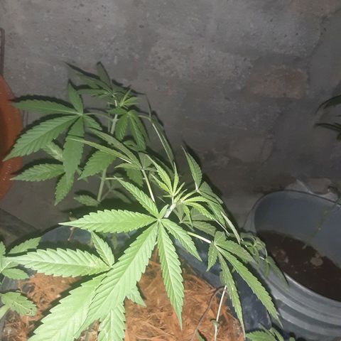 OG Kush growlog photo: 🥴