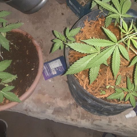 OG Kush growlog timeline photo