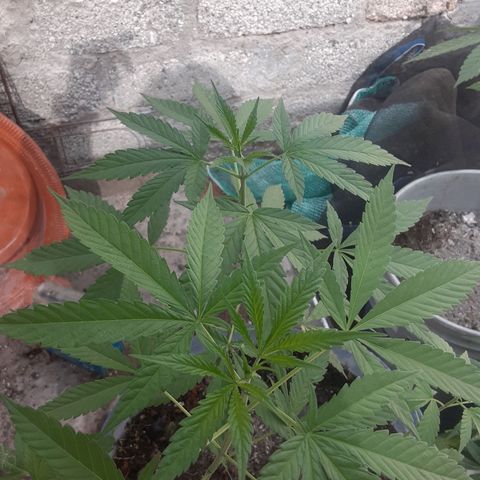 OG Kush growlog timeline photo