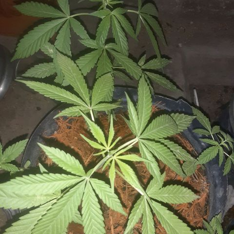 OG Kush growlog timeline photo