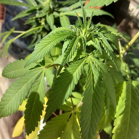 Sweet Zz growlog in Scaliburd