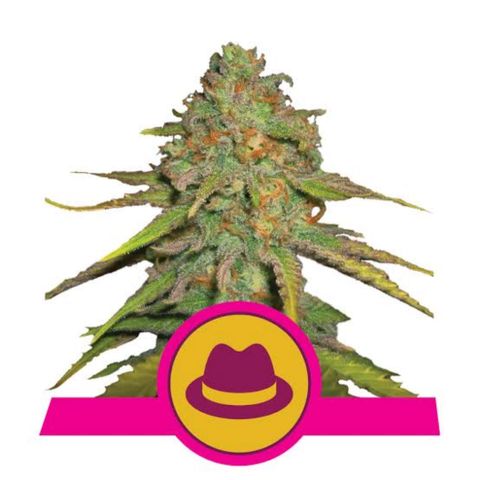 OG Kush growlog timeline photo
