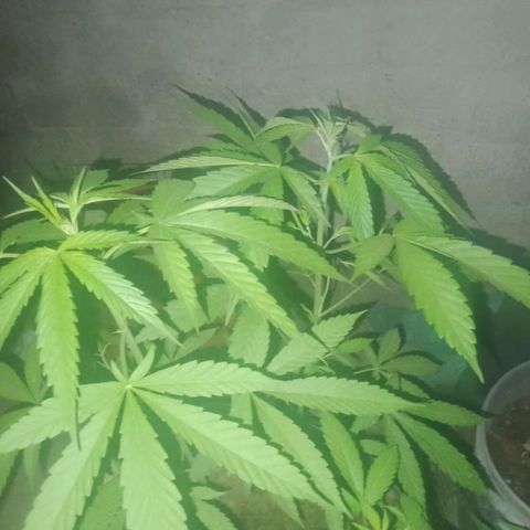 OG Kush growlog timeline photo