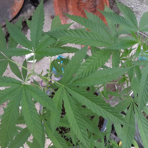 OG Kush growlog photo: Un poco de LST