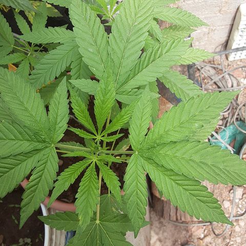 Panteon Kush growlog photo