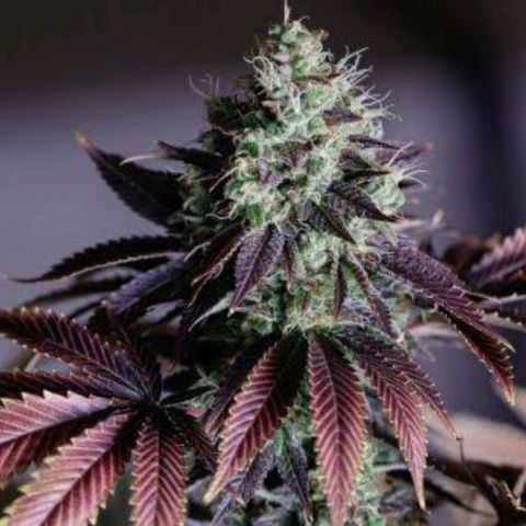Panteon Kush growlog in Scaliburd