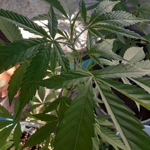 OG Kush growlog timeline photo
