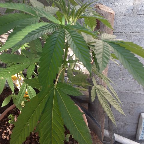 Panteon Kush growlog photo
