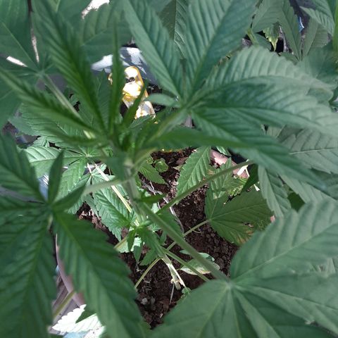 Panteon Kush growlog photo