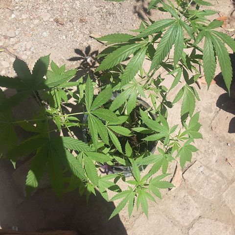 OG Kush growlog timeline photo