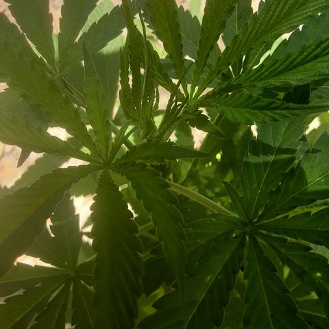 Panteon Kush growlog timeline photo