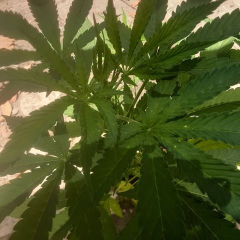 Panteon Kush growlog photo
