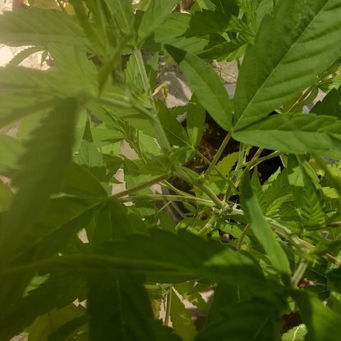 OG Kush growlog timeline photo