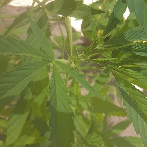 OG Kush growlog timeline photo